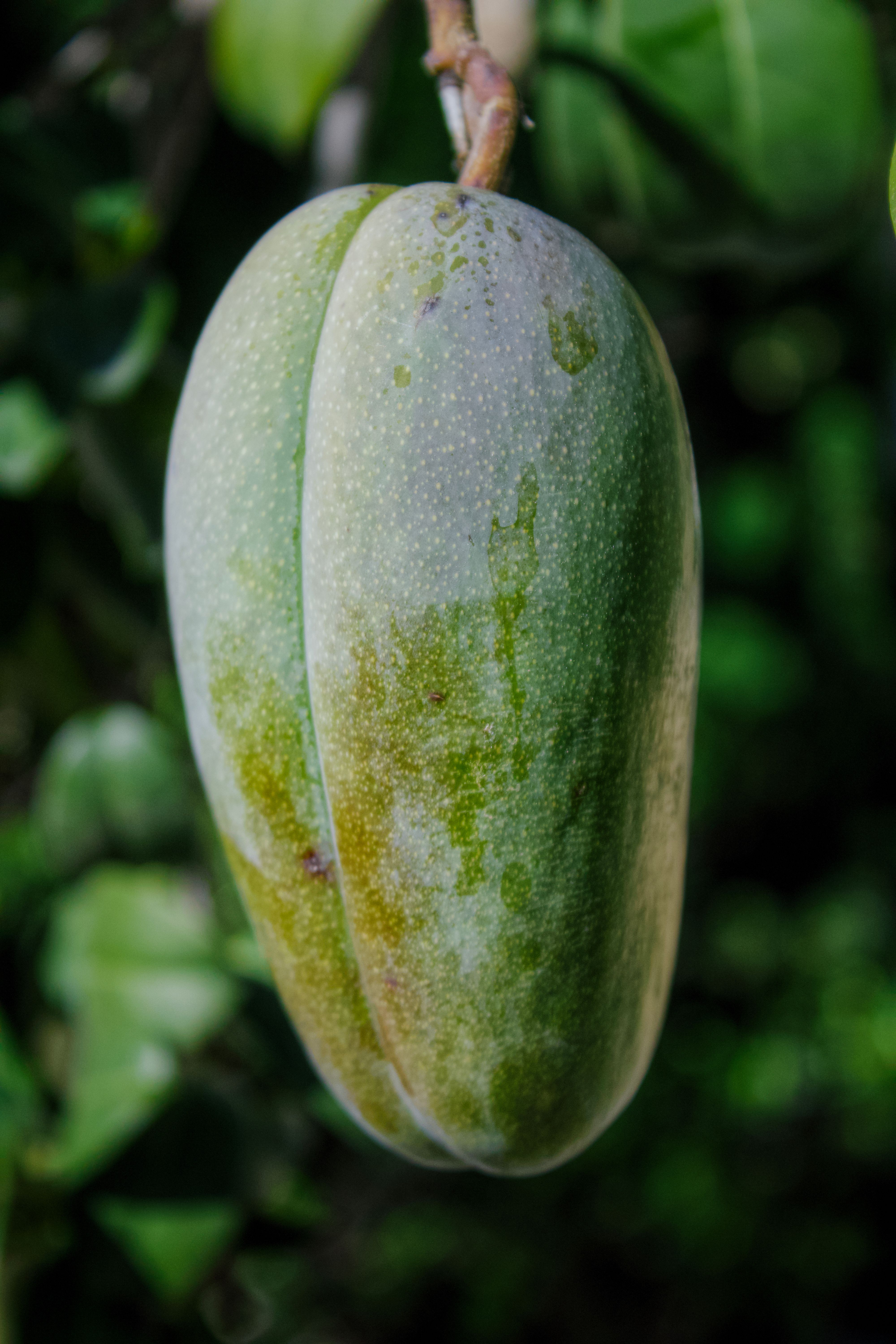 Baobab oil