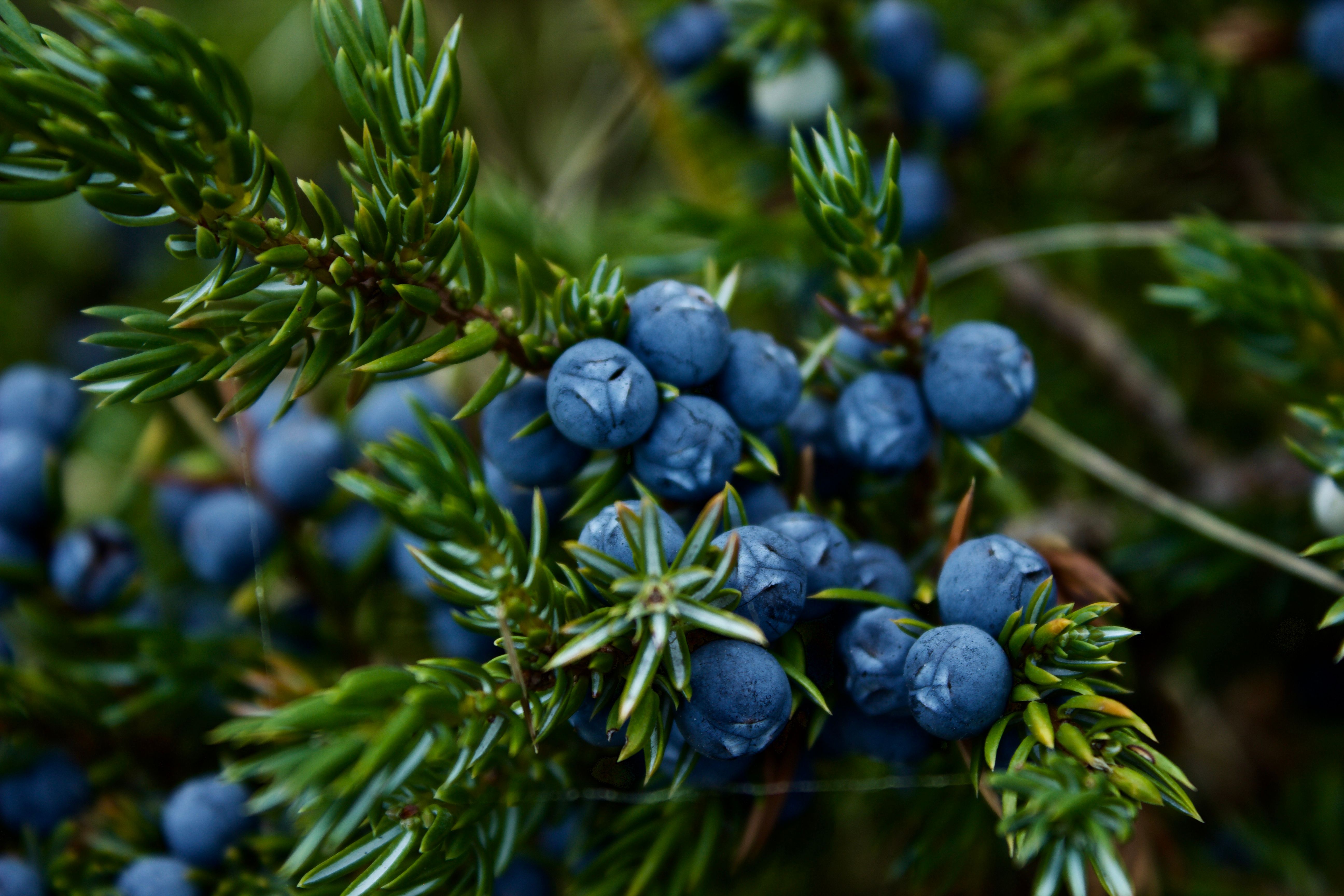 Juniper oil