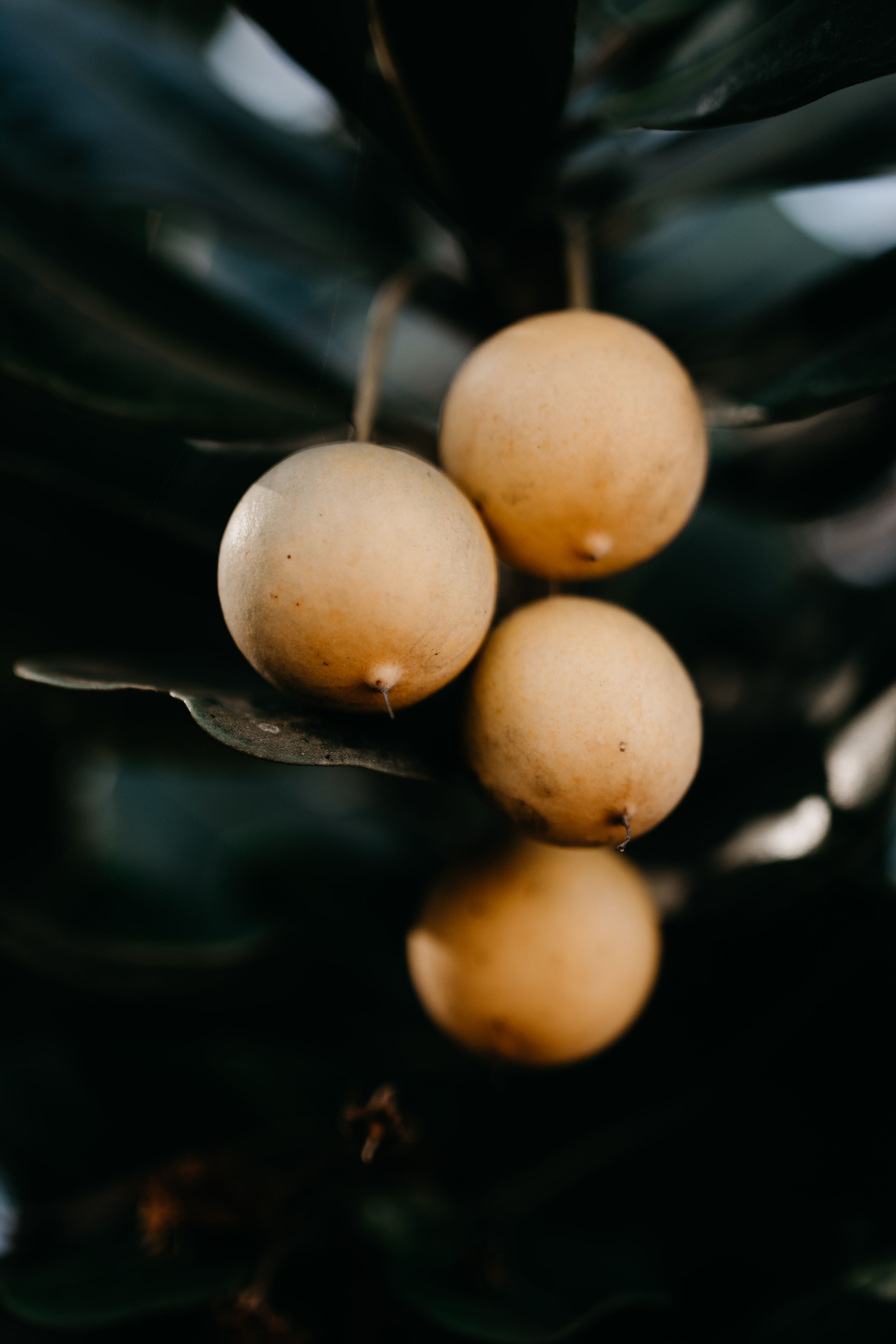 Marula oil
