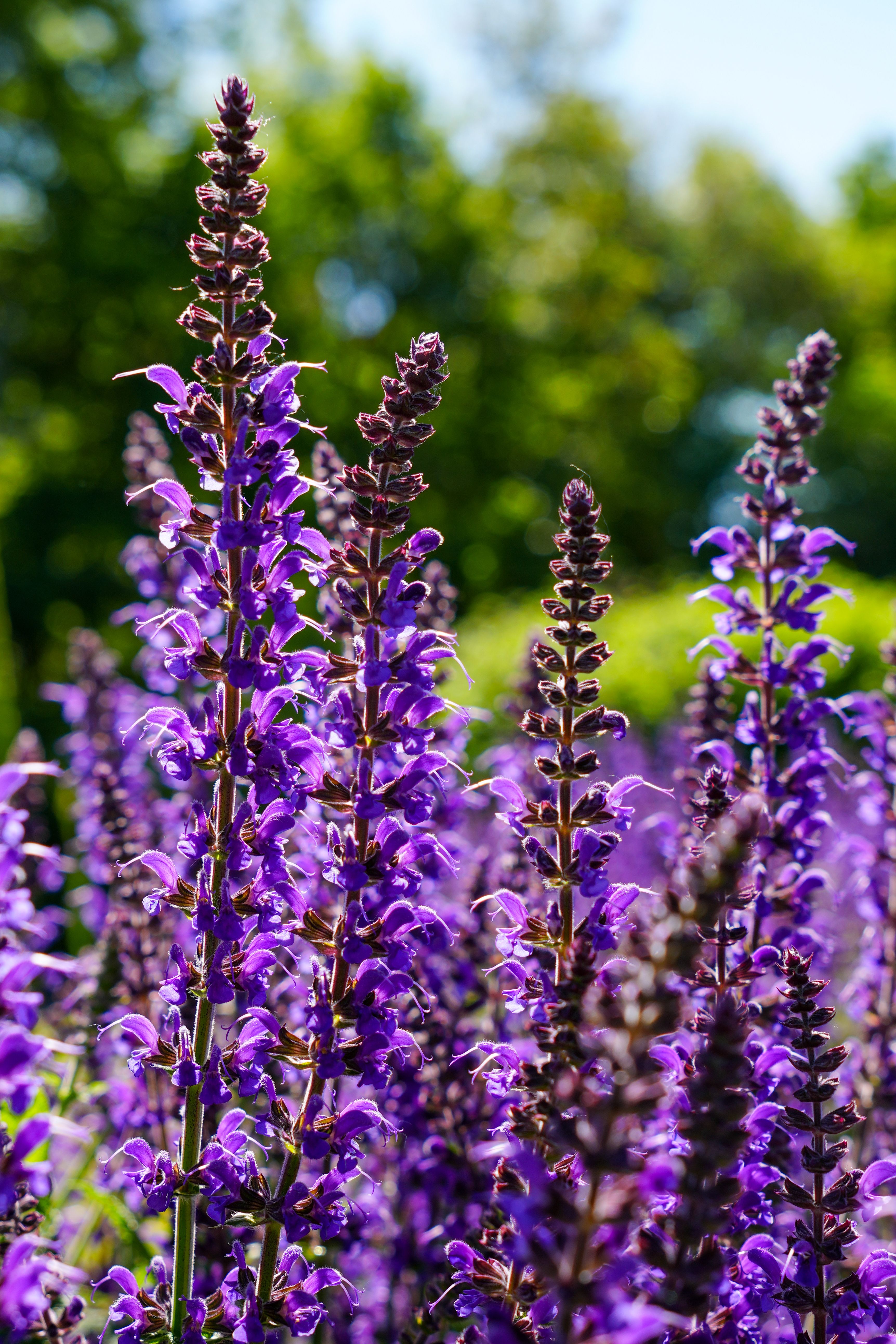 patchouli oil